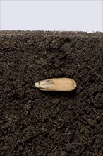 Sunflower seed in the seed coat or pericarp below the soil surface in front of germination and growth