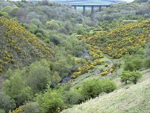 View of river valley with gorse flowering on slopes