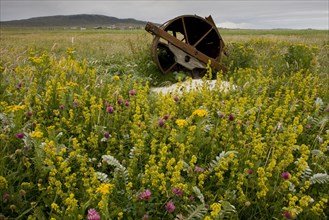 Machair habitat with wildflowers and abandoned roller