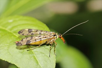 Scorpion fly