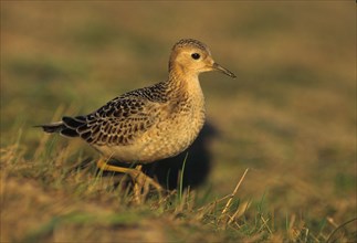 Buff-breasted Sandpiper