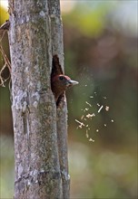 Banded Woodpecker