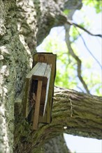 Treecreeper nesting box