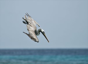 Adult brown pelican