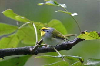 Slaty-capped Warbler