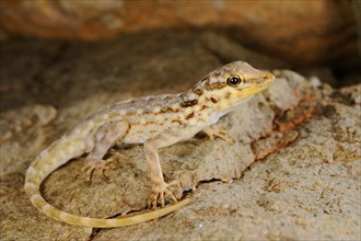 Samha Rock Gecko