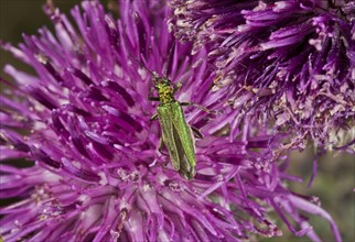Green false flower beetle