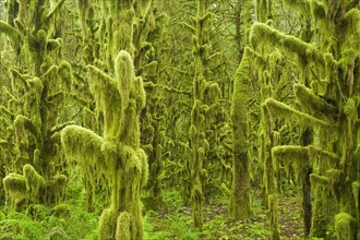 Moss-covered trees in old-growth temperate rainforest habitat