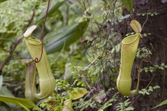(Nepenthes distillatoria), pitcher plant, sri lanka