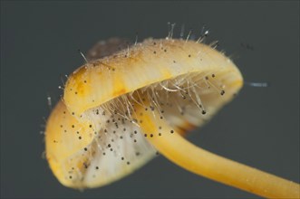 Head mould on yellow-red Milking helminth