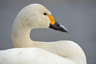 Adult Bewick's Swan