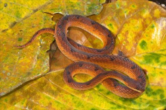 Adult scaly ground snake