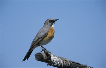 White-throated Robin