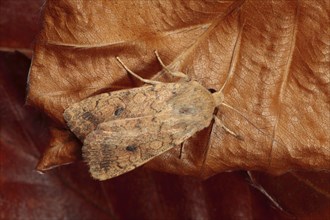 Brick Moth