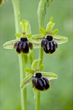 Epirus bee orchid