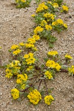 Flowering Rosita