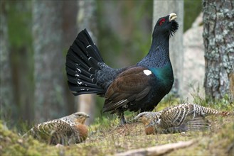 Female and male western capercaillie