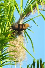 Broad-crested Oropendola with nest