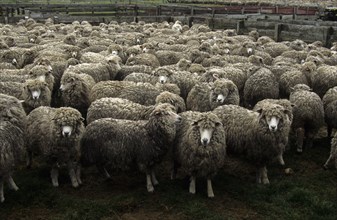 Corriedale sheep waiting to be sheared