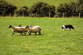 Farming-Sheep Sheep Dog Trial