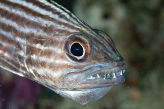 Large-toothed Cardinalfish