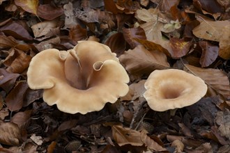 Common fruiting body of the common funnel