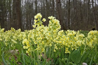 Forest Cowslip