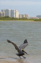 Marine Pelican