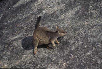 Queensland Rock Kangaroo