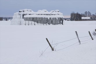 Plastic-wrapped round silage bales stacked under nets on snow-covered field