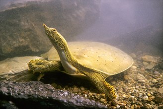 Spur-thighed soft-shelled turtle