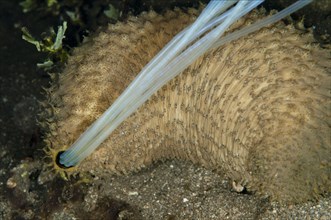 Light-sensitive adult sea cucumber