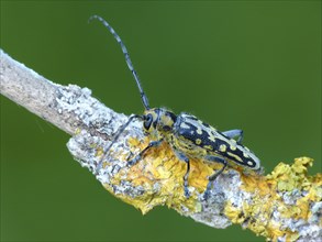 Poplar Longhorn Beetle