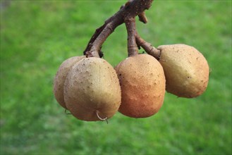 Red Horse Chestnut