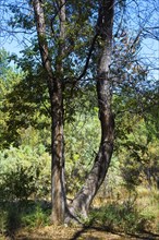 Ash trees known as Sogdian european ash