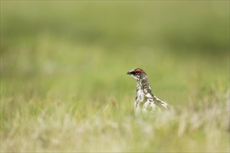 Rock ptarmigan