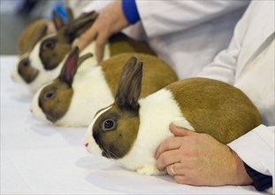 Domestic rabbit