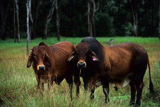 Zebu cattle