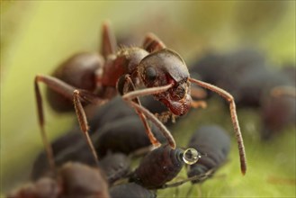 Black Garden Ant