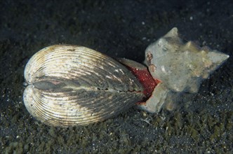 Trapezoidal horse mussel