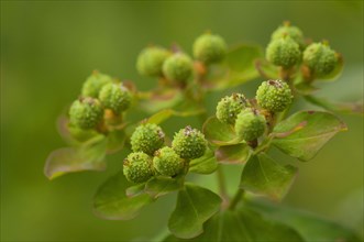 (Euphorbia verrucosa)