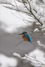 Kingfisher in winter