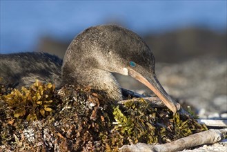 Flightless cormorant on a nest of seaweed