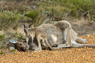 Western Grey Giant Kangaroo