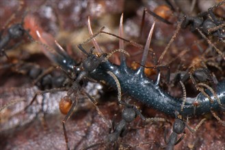 Burchell's army ant