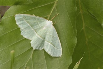 Green moorland heath moth