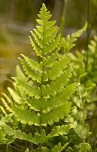Crested buckler-fern