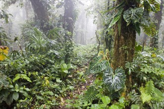 View of the inner cloud forest habitat