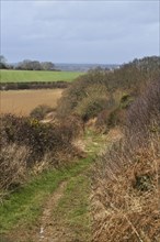 Footpath in earthy spring through farmland and woodland