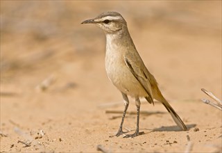 Kalahari Scrub-robin